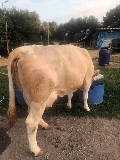 Vând vacă românească