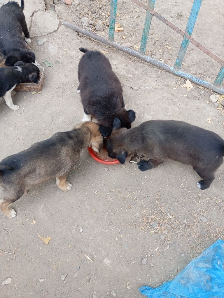 Отдам щенков в хорошие руки