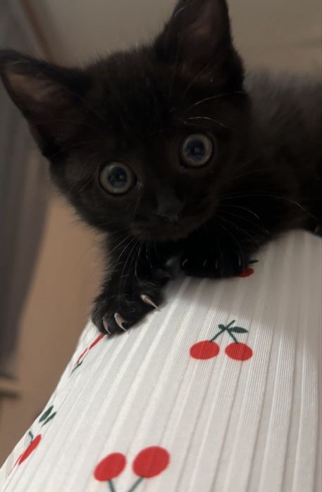 Отдам котенка в хорошие руки !