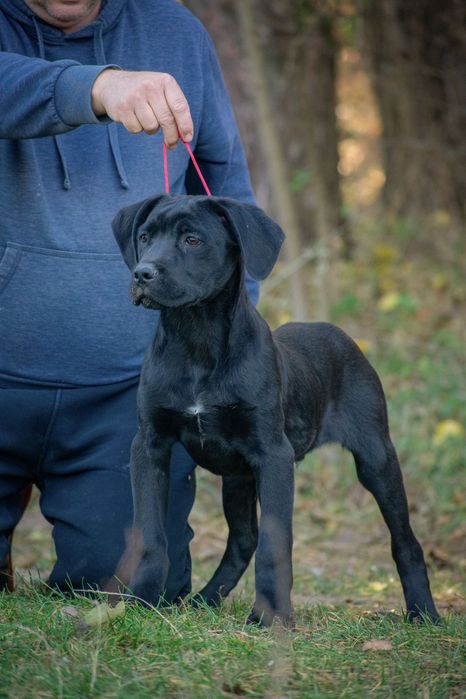 Cane Corso 4 luni Mascul