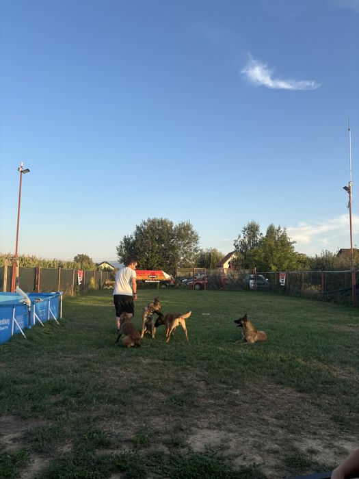 Pensiune canina Brasov