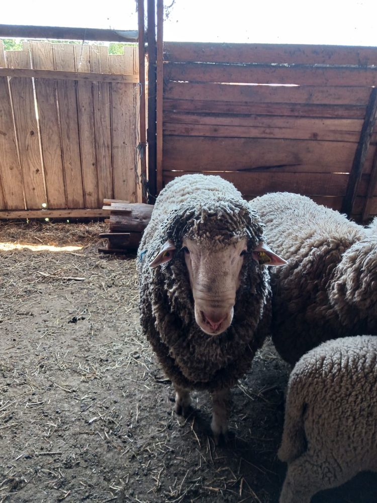 Vand berbec merinos de palas