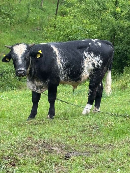 Vând vițel albastru belgian