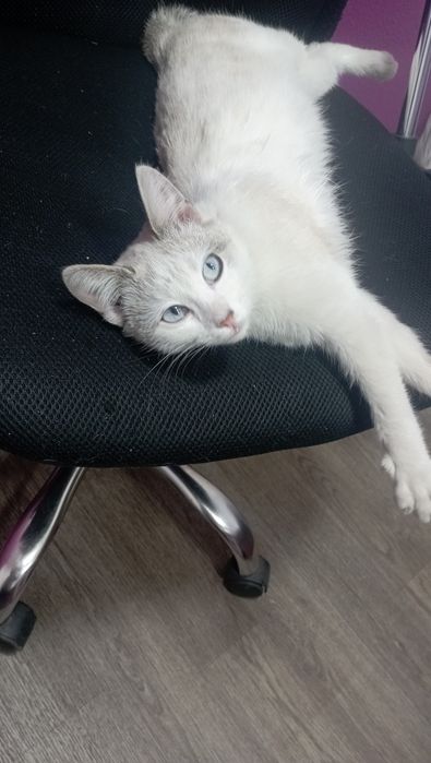 Хозяин, отзовись!