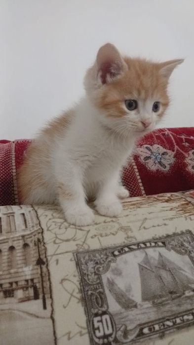 Щенята и КотЯта  ждут любящих и ответственых хозяев