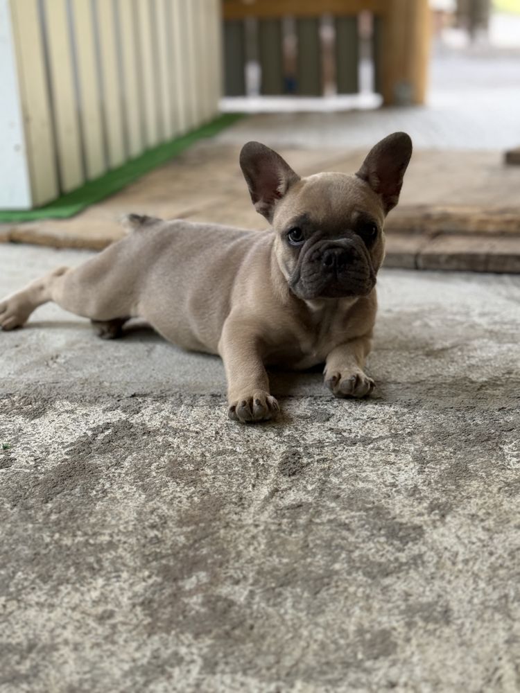 buldog francez pedigree