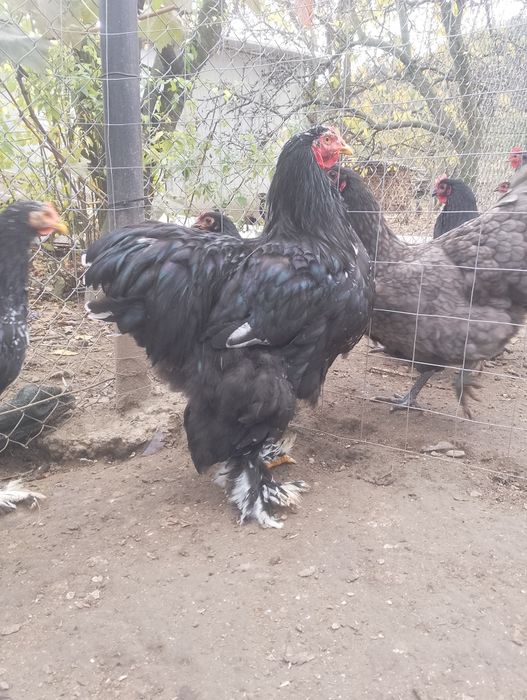 Cocosi cochinchina uriaș negru bobat