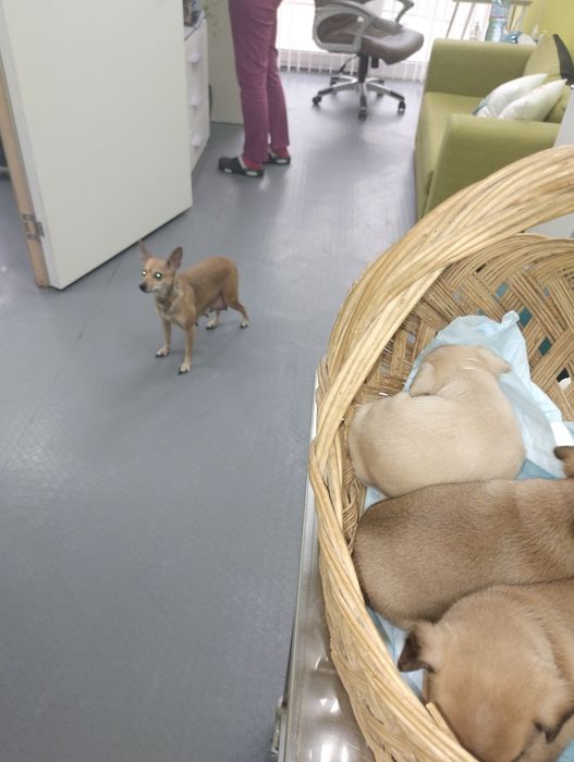 Продавам пинчери