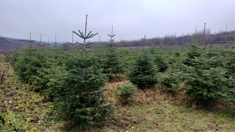 Vand brazi de craciun