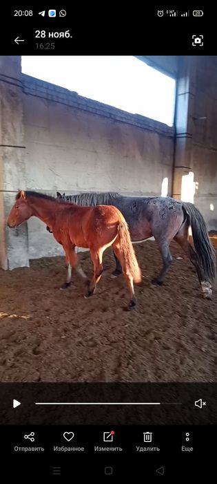 Жорға еркек жабағы 280 мың тг