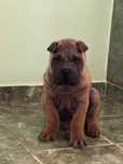 Puiut de Shar Pei