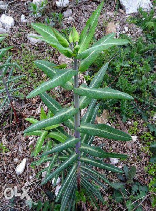 Planta anti cartita Euphorbia lathyris , sa scapam ecologic de cartita