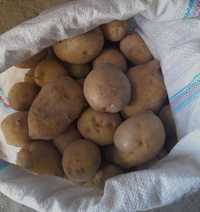 Продам картофель 80тг/кг