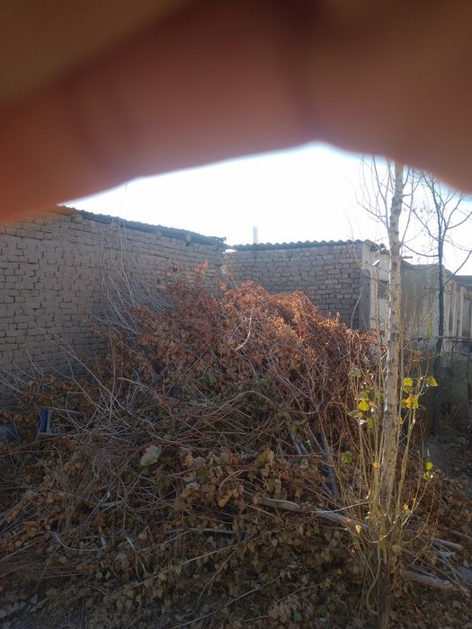 Отын бесплатно/текин