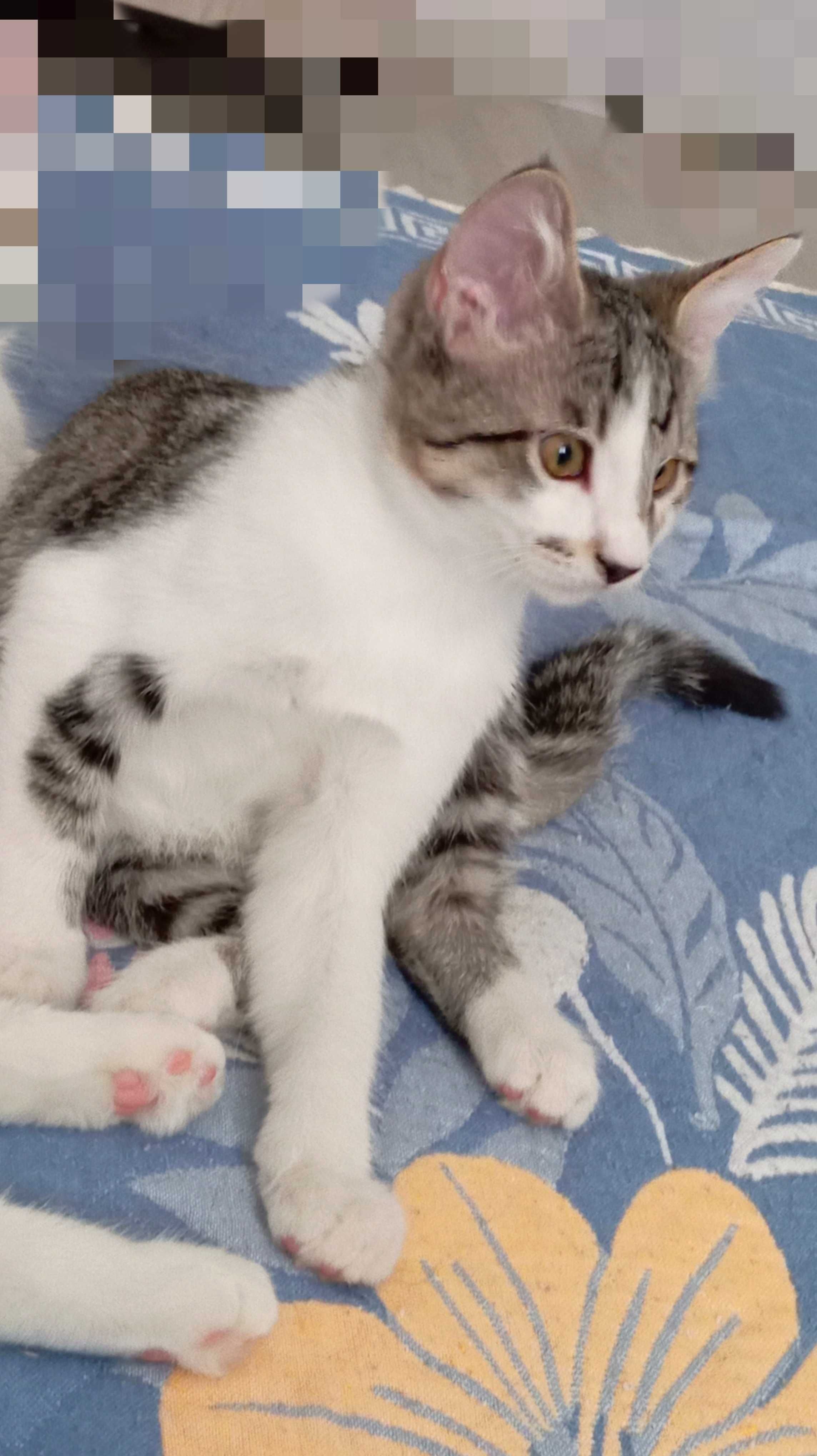 Charismatic Kitten, 3,5 мес., 
активный, игривый, лоток +.