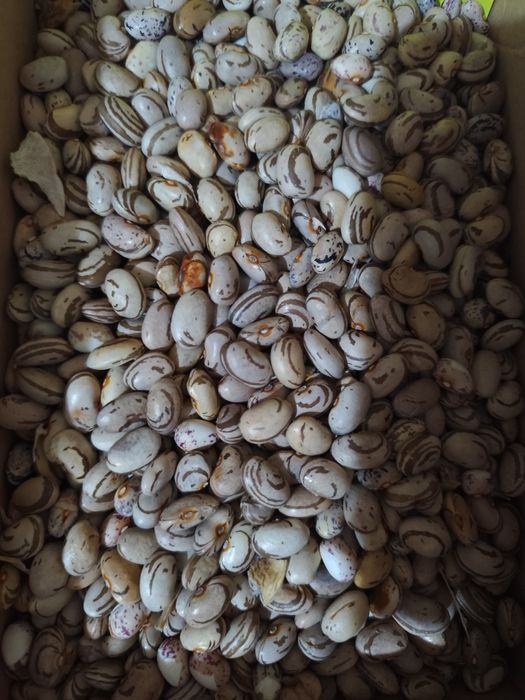 Домашен Боб Шарен и Бял