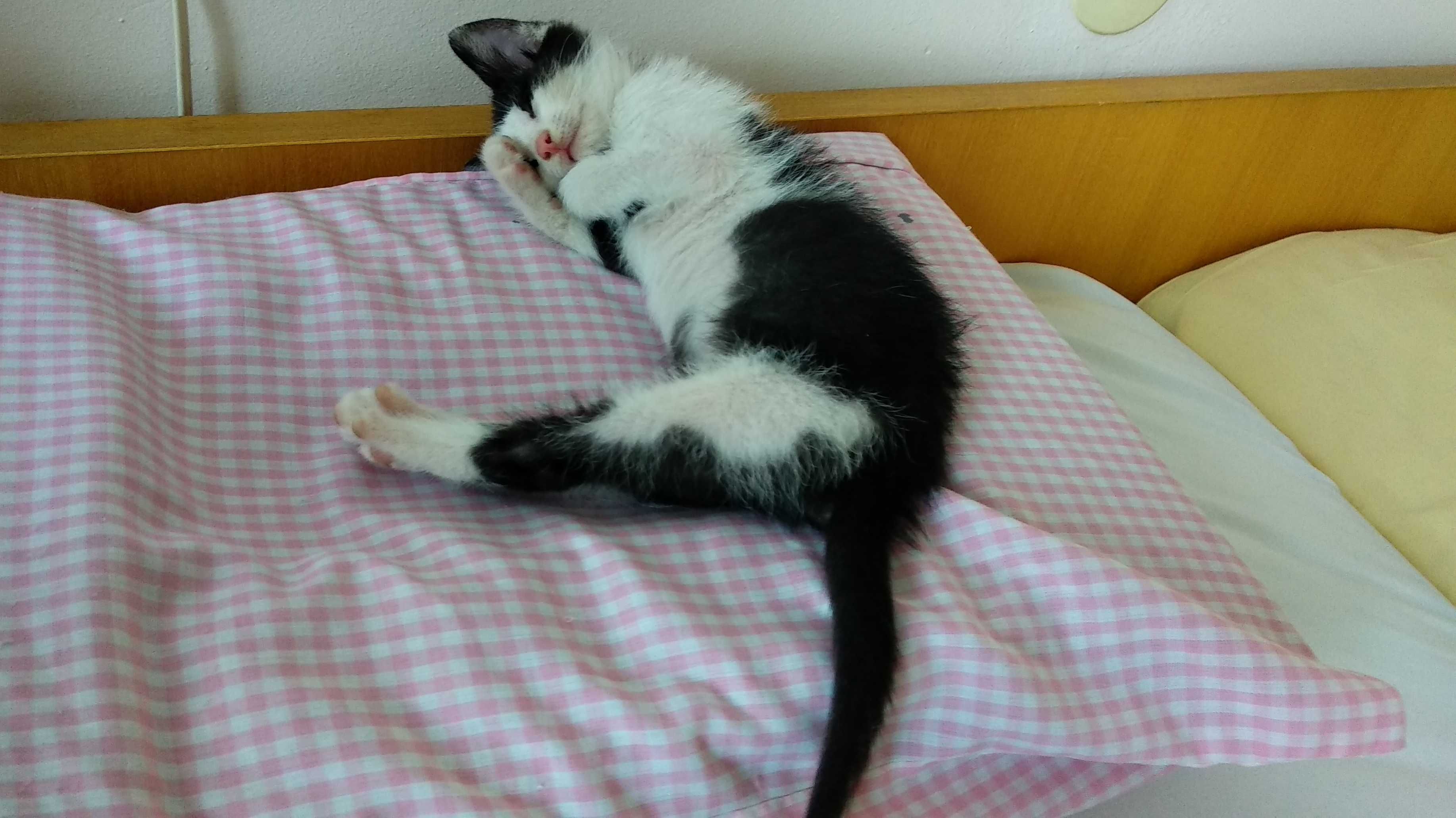 Подарявам малко котенце