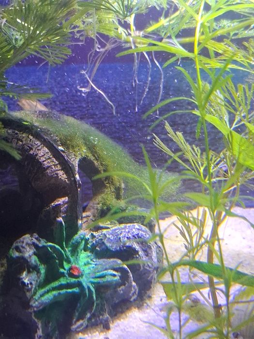 Vand sau schimb pesti Black molly lyra sau poecillia