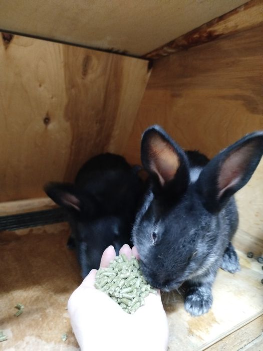 Продажа полнорационного и откормочного корма для кроликов корма