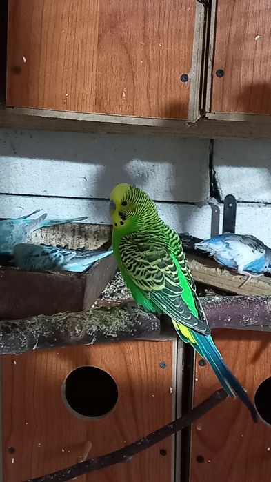 Papagali perusi si hogoromo adulti