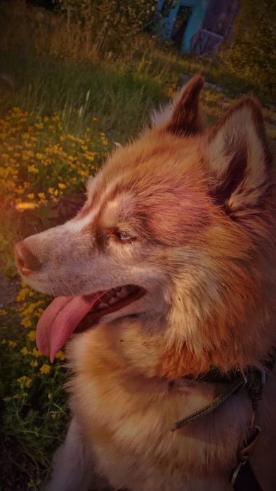 Отдам хаски в надёжные руки,собака умная,ласковая,