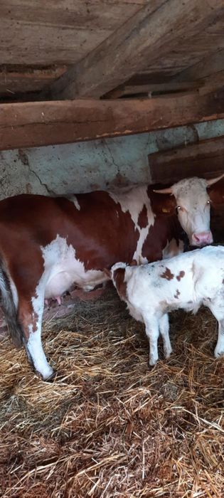 Vând două vaci ci viței