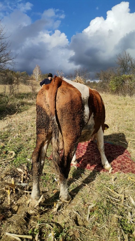 Vand vaca pentru sacrificat