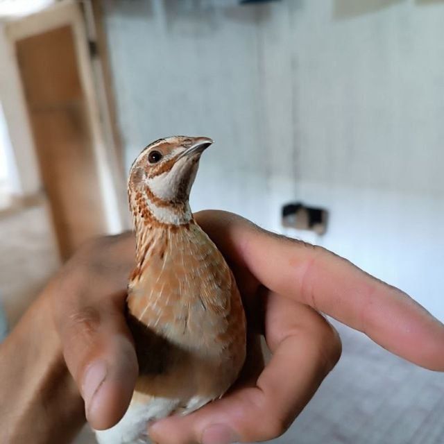 Sayraydigan bedana sotiladi