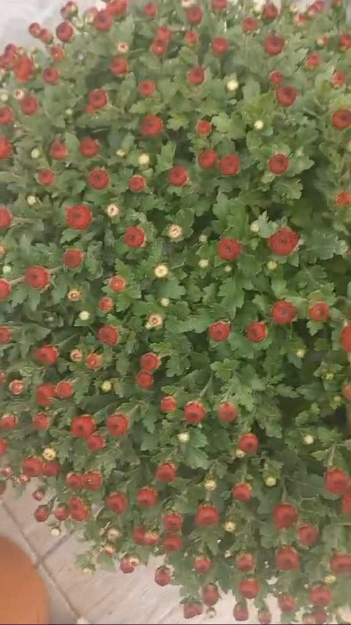 Продам черенки хризантемы Мультифлора