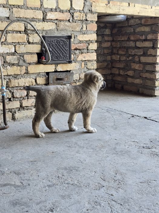 Алабай щенок очень добрый и игривый