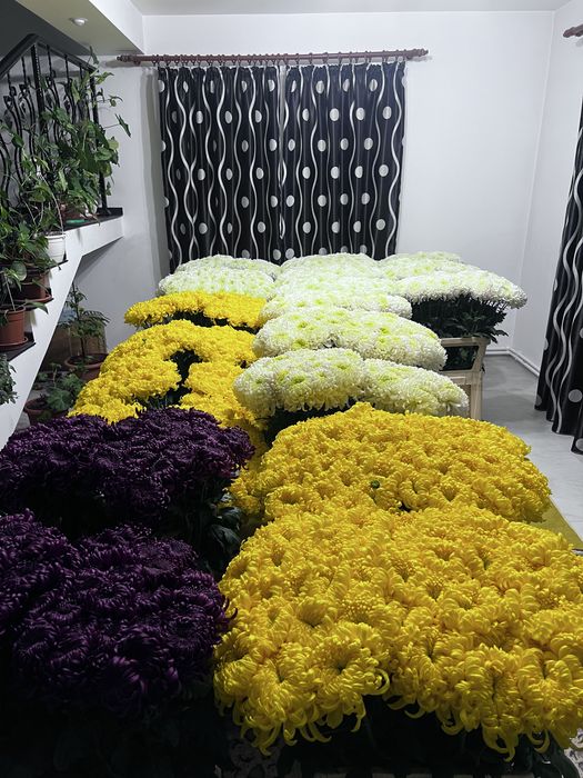 Radacini crizantema toate culorile