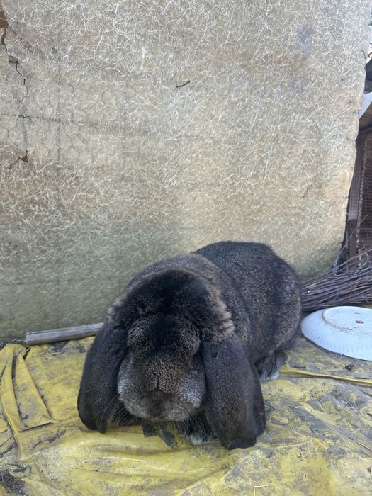 Iepuroi berbec german