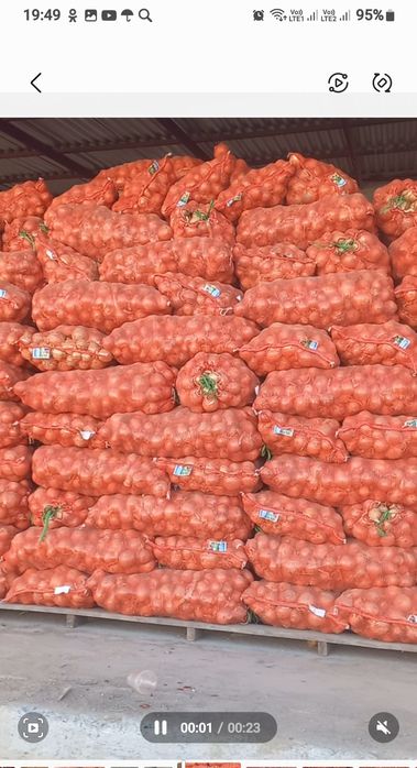 Лук хорошего качества.