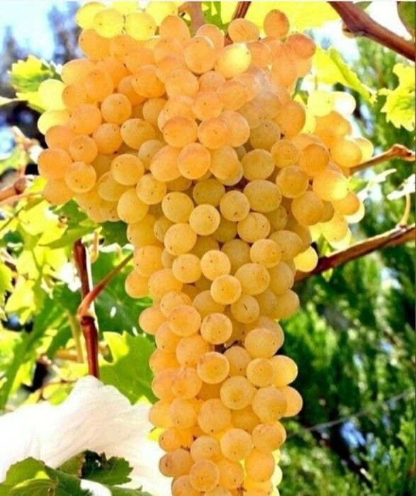 Struguri de vin preț producator