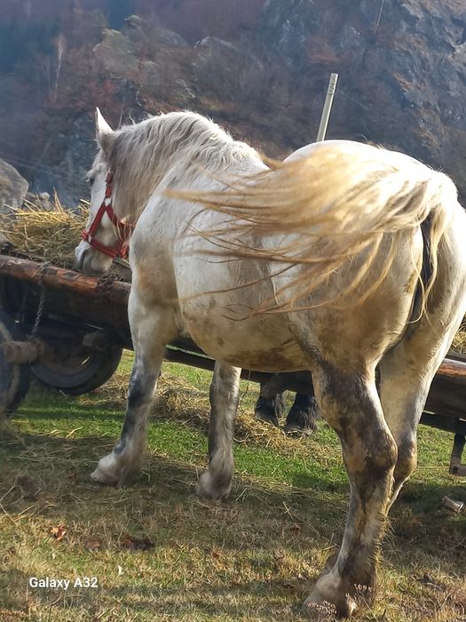 Vând iapa de 7 ani, gestanta în 7 luni