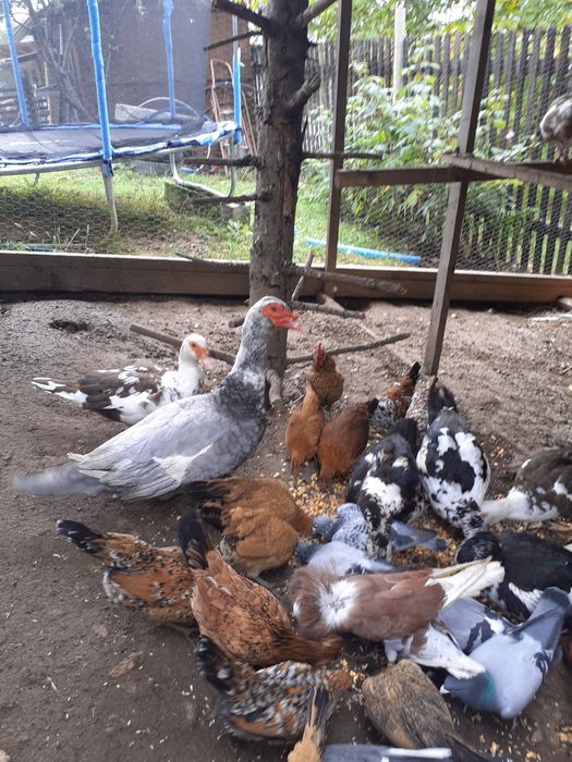 Rate mute 2024 mai multe culorii