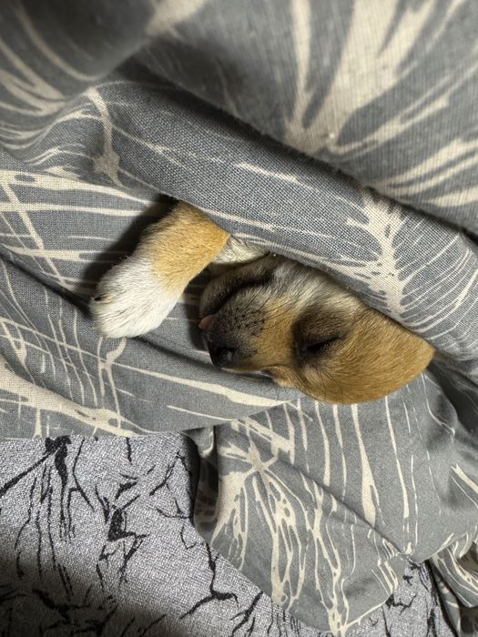 Кученце Пинчер-Джак Ръсел