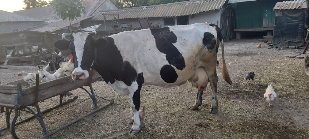 Vaca de vânzare.