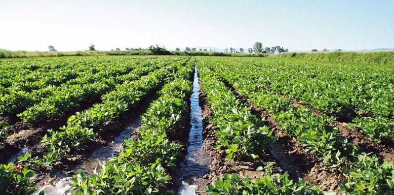 Semințe de alune de pământ - Arahide