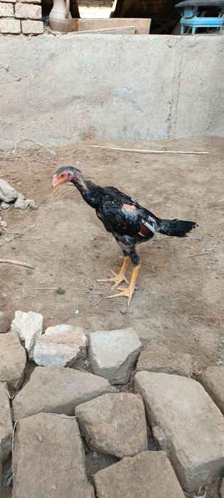 Shamo jojahorozi