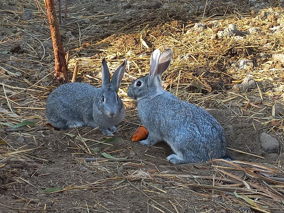 Хўроз ва қуёнлар сотила