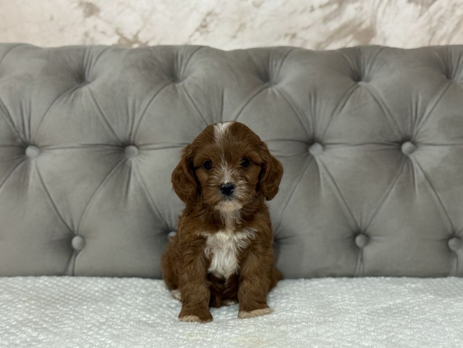 Femelă Cavapoo - deosebita!