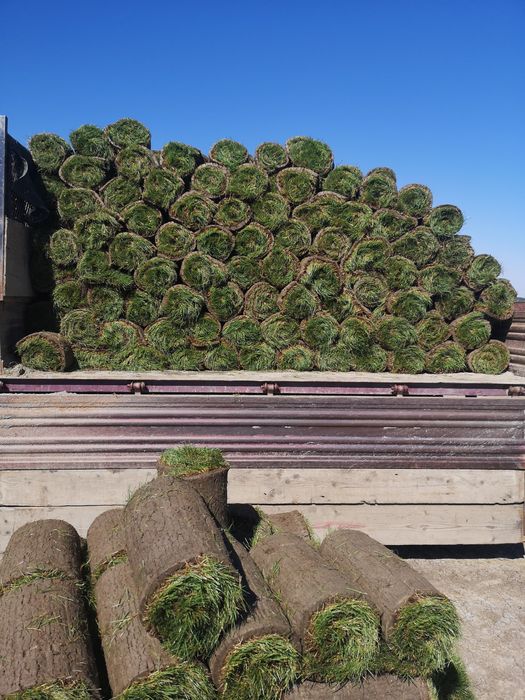 Automatizari irigatii  Gazon rulou de cea mai buna calitate