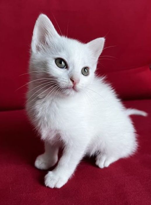 Pisica Angora turceasca