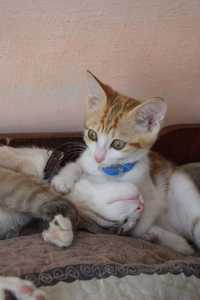 котята и кошки домашние- приучены,есть стерилизованные,привиты,без бло