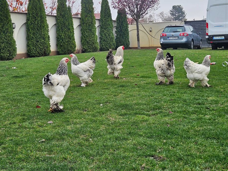 Gainu Barahma hd de vanzare