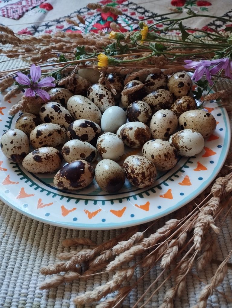 Продавам яйца пъдпъдъци