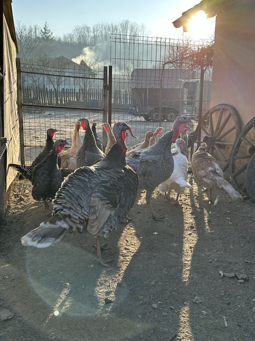 Curci si curcani romanesti/de tara