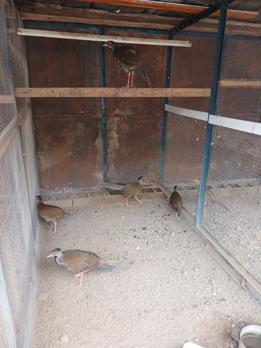 Продам  фазанов серебро  парами