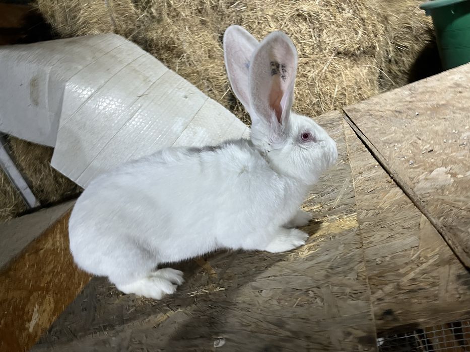 Urias Transilvania Urias Alb